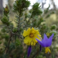 Hibbertia crinita at Bumbaldry, NSW - 30 Aug 2024