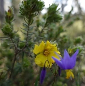 Hibbertia crinita at Bumbaldry, NSW - 30 Aug 2024