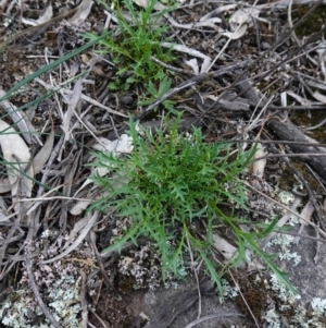 Isotoma axillaris at Cowra, NSW - 30 Aug 2024