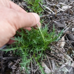 Isotoma axillaris at Cowra, NSW - 30 Aug 2024 02:48 PM