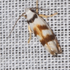 Plectophila pyrgodes (A Xyloryctid moth (Xyloryctidae)) at Sheldon, QLD - 8 Mar 2024 by PJH123