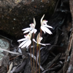 Caladenia fuscata (Dusky Fingers) at Cowra, NSW - 30 Aug 2024 by RobG1