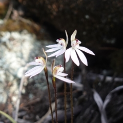 Caladenia fuscata at Cowra, NSW - suppressed