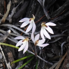 Caladenia fuscata at Cowra, NSW - 30 Aug 2024