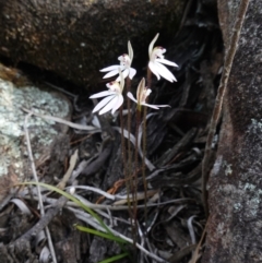 Caladenia fuscata at Cowra, NSW - 30 Aug 2024