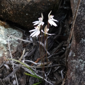 Caladenia fuscata at Cowra, NSW - suppressed