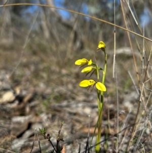 Diuris chryseopsis at Throsby, ACT - suppressed