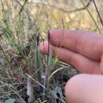 Caladenia actensis (Canberra Spider Orchid) at Throsby, ACT - 1 Sep 2024 by RangerRiley