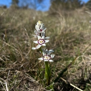 Wurmbea dioica subsp. dioica at Throsby, ACT - 1 Sep 2024 10:53 AM