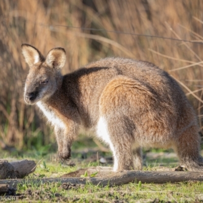 Notamacropus rufogriseus (Red-necked Wallaby) at Bodalla, NSW - 31 Aug 2024 by BIrdsinCanberra