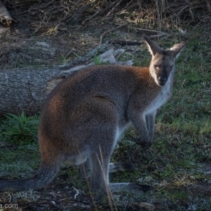 Notamacropus rufogriseus at Bodalla, NSW - 31 Aug 2024