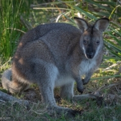 Notamacropus rufogriseus at Bodalla, NSW - 31 Aug 2024