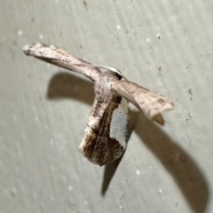 Balantiucha decorata (Other moths (Uraniiadae family)) at Arakoon, NSW - 19 Aug 2024 by Pirom