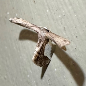 Balantiucha decorata at Arakoon, NSW - 19 Aug 2024 07:38 PM