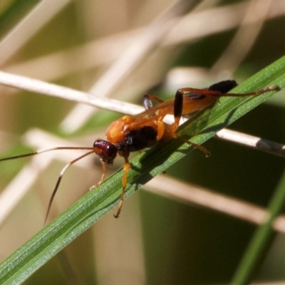 Ctenochares bicolorus at Arakoon, NSW - 20 Aug 2024 by Pirom