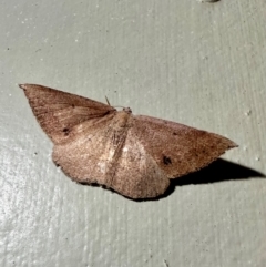 Taxeotis perlinearia (Spring Taxeotis) at Arakoon, NSW - 25 Aug 2024 by Pirom