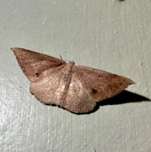 Taxeotis perlinearia at Arakoon, NSW - 25 Aug 2024 06:20 PM