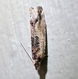 Crocidosema plebejana at South West Rocks, NSW - 25 Aug 2024 07:59 PM