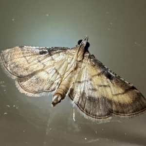 Cnaphalocrocis poeyalis at Arakoon, NSW - 24 Aug 2024