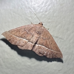 Zeuctophlebia squalidata at South West Rocks, NSW - 23 Aug 2024 08:28 PM