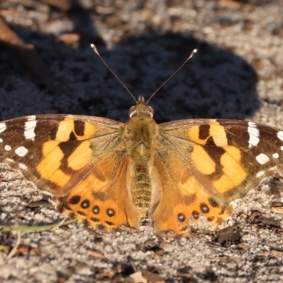 Vanessa kershawi (Australian Painted Lady) at Guerilla Bay, NSW - 1 Sep 2024 by jb2602