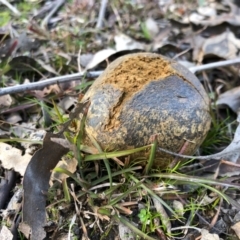 Pisolithus marmoratus (Horse Dung Fungus) at Forde, ACT - 9 Jul 2020 by KMcCue