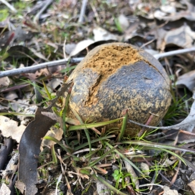 Pisolithus marmoratus (Horse Dung Fungus) at Forde, ACT - 9 Jul 2020 by KMcCue