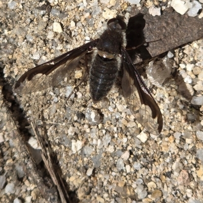 Anthrax sp. (genus) at Ebor, NSW - 1 Sep 2024 by Shib