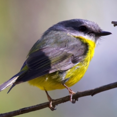 Eopsaltria australis (Eastern Yellow Robin) at Broulee, NSW - 2 Sep 2024 by jb2602