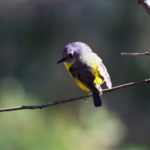 Eopsaltria australis at Broulee, NSW - 2 Sep 2024