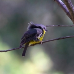 Eopsaltria australis at Broulee, NSW - 2 Sep 2024