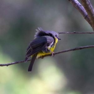 Eopsaltria australis at Broulee, NSW - 2 Sep 2024