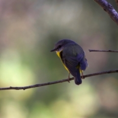 Eopsaltria australis at Broulee, NSW - 2 Sep 2024