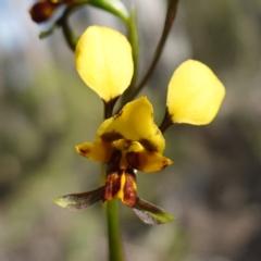 Diuris goonooensis at Cowra, NSW - 30 Aug 2024 by RobG1