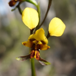 Diuris goonooensis at Cowra, NSW - suppressed