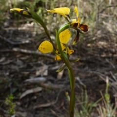 Diuris goonooensis at Cowra, NSW - suppressed