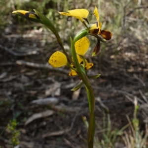 Diuris goonooensis at Cowra, NSW - suppressed