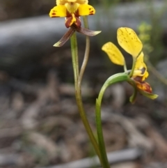 Diuris goonooensis at Cowra, NSW - suppressed