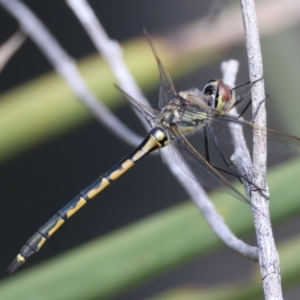 Hemicordulia tau at Broulee, NSW - 2 Sep 2024