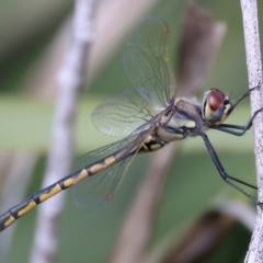 Hemicordulia tau at Broulee, NSW - 2 Sep 2024