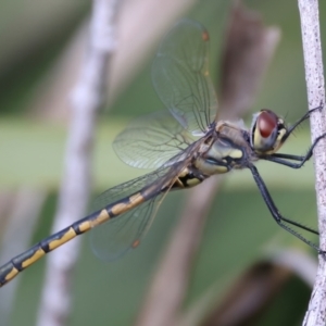 Hemicordulia tau at Broulee, NSW - 2 Sep 2024