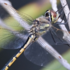 Hemicordulia tau at Broulee, NSW - 2 Sep 2024