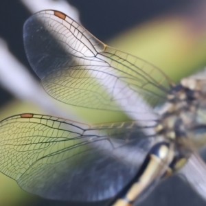 Hemicordulia tau at Broulee, NSW - 2 Sep 2024