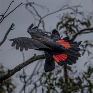 Calyptorhynchus banksii graptogyne at suppressed - suppressed