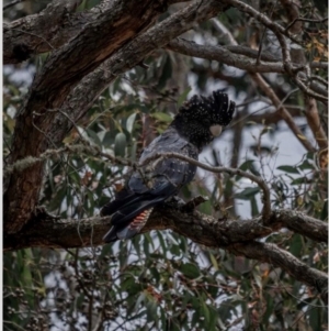 Calyptorhynchus banksii graptogyne at suppressed - suppressed