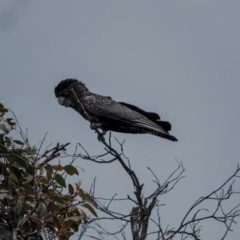 Calyptorhynchus banksii graptogyne at suppressed - suppressed