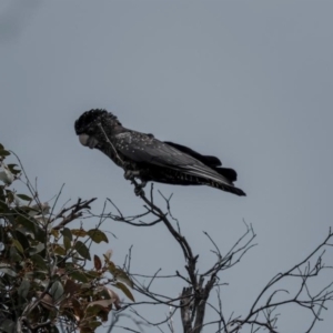 Calyptorhynchus banksii graptogyne at suppressed - suppressed