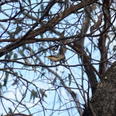 Pardalotus punctatus at Bumbaldry, NSW - 30 Aug 2024