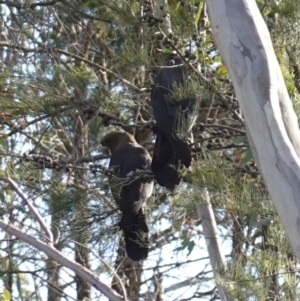 Calyptorhynchus lathami lathami at Bumbaldry, NSW - 30 Aug 2024 03:33 PM