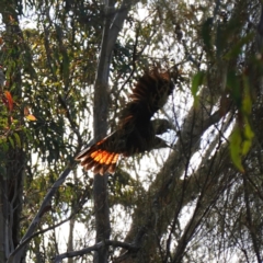 Calyptorhynchus lathami lathami at Bumbaldry, NSW - 30 Aug 2024 03:33 PM